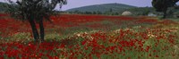 Red poppies in a field, Turkey Fine Art Print