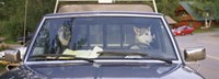 Close-up of two dogs in a pick-up truck, Main Street, Talkeetna, Alaska, USA Fine Art Print