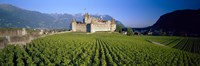 Vineyard in front of a castle, Aigle Castle, Musee de la Vigne et du Vin, Aigle, Vaud, Switzerland Fine Art Print