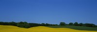 Trees on a rape field, Germany Fine Art Print
