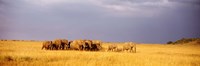 Elephant Herd, Maasai Mara Kenya Fine Art Print