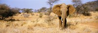 Elephant, Somburu, Kenya, Africa Fine Art Print