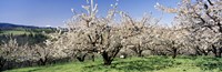 Cherry Orchard, Oregon, USA Fine Art Print