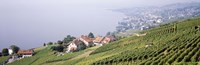 Vineyards Lausanne Lake Geneva Switzerland