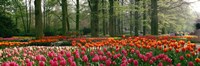 Keukenhof Garden, Lisse, The Netherlands Fine Art Print