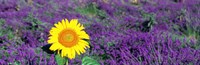 Lone sunflower in Lavender Field, France Fine Art Print