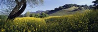 Mustard Flowers Blooming In A Field, Napa Valley, California Fine Art Print