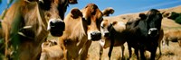 Close Up Of Cows, California, USA Fine Art Print