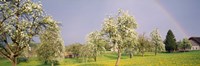Pear trees in a field (Pyrus communis), Aargau, Switzerland Fine Art Print