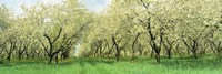 Rows Of Cherry Tress In An Orchard, Minnesota, USA Fine Art Print