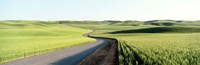 Gravel Road Through Barley and Wheat Fields WA Fine Art Print