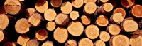 Logs Fine Art Print
