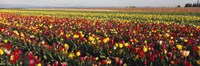 Tulip Field, Willamette Valley, Oregon, USA Fine Art Print