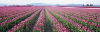 Tulip Fields, Skagit County, Washington State, USA Fine Art Print