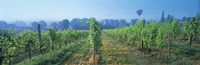 UK, Great Britain, Sussex, Vineyard and hot air balloon Fine Art Print