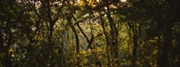Sunset over a forest, Monteverde Cloud Forest, Costa Rica Fine Art Print