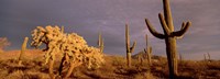 Low angle view of Saguaro cacti on a landscape, Organ Pipe Cactus National Monument, Arizona, USA Fine Art Print