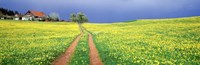 Dirt road passing through a field, Germany Fine Art Print