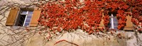 Germany, Tuebingen, Red leaves grown on the walls Fine Art Print