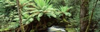 Rainforest, Mt. Field National Park, Tasmania, Australia Fine Art Print