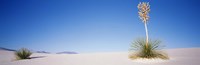 Tall Plant in the White Sands, New Mexico Fine Art Print