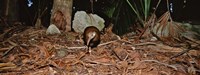 Lord Howe Woodhen Bird Standing Under The Tree, Lord Howe Island, Australia Fine Art Print