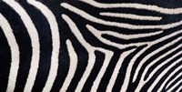 Close-up of Greveys zebra stripes by Panoramic Images - 27" x 9"