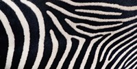 Close-up of Greveys zebra stripes Fine Art Print