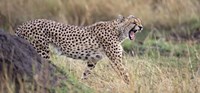 Cheetah walking in a field by Panoramic Images - 27" x 9"