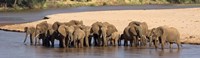 Herd of African elephants at a river Fine Art Print