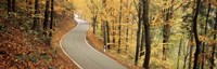 Autumn Trees Along a Road Germany