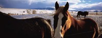 Horses in a field, Montana, USA Fine Art Print