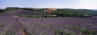 Lavenders Growing In A Field, Provence, France Fine Art Print