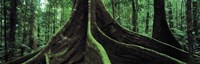 Roots of a giant tree, Daintree National Park, Queensland, Australia Fine Art Print