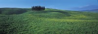 Cypress Trees In A Field, Tuscany, Italy Fine Art Print