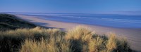 Tall grass on the coastline, Saunton, North Devon, England Fine Art Print