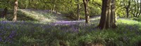 Bluebells In A Forest, Newton Wood, Texas, USA Fine Art Print