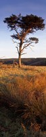 Tree On A Landscape, Golden Hour, Helwath Plantation, Scarborough, North Yorkshire, England, United Kingdom Fine Art Print