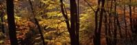 Mid Section View Of Trees, Littlebeck, North Yorkshire, England, United Kingdom Fine Art Print