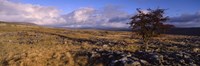 Tree On A Landscape, Limestone, North York Moors, Yorkshire, England, United Kingdom Fine Art Print