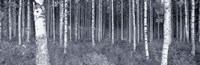 Birch Trees In A Forest, Finland Fine Art Print