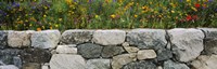 Wildflowers growing near a stone wall, Fidalgo Island, Skagit County, Washington State, USA Fine Art Print