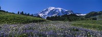 Wildflowers On A Landscape, Mt Rainier National Park, Washington State, USA Fine Art Print