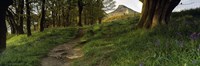 Path Running Through A Forest, Newton Wood, Yorkshire, England, United Kingdom Fine Art Print
