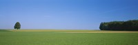 Tree in a field, Germany Fine Art Print