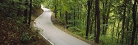 Empty road running through a forest, Stuttgart, Baden-Wurttemberg, Germany Fine Art Print