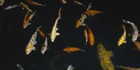 Close-up of a school of fish in an aquarium, Japanese Koi Fish, Capitol Aquarium, Sacramento, California, USA Fine Art Print