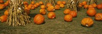 27" x 9" Pumpkin Pictures