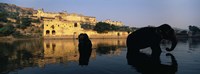 Silhouette of two elephants in a river, Amber Fort, Jaipur, Rajasthan, India Fine Art Print
