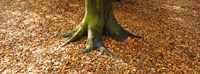 Low section view of a tree trunk, Berlin, Germany Fine Art Print